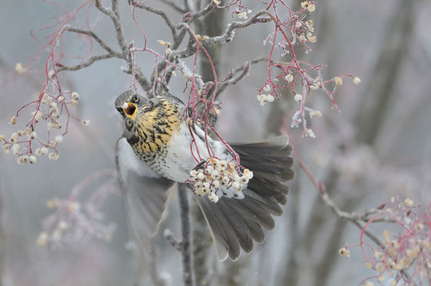 wildlife photographer of the year