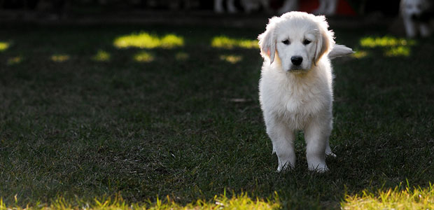 golden retriever